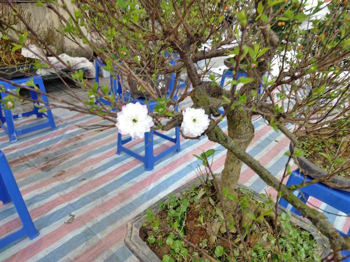 hinh-anh-3-47 hinh-anh-3.jpg