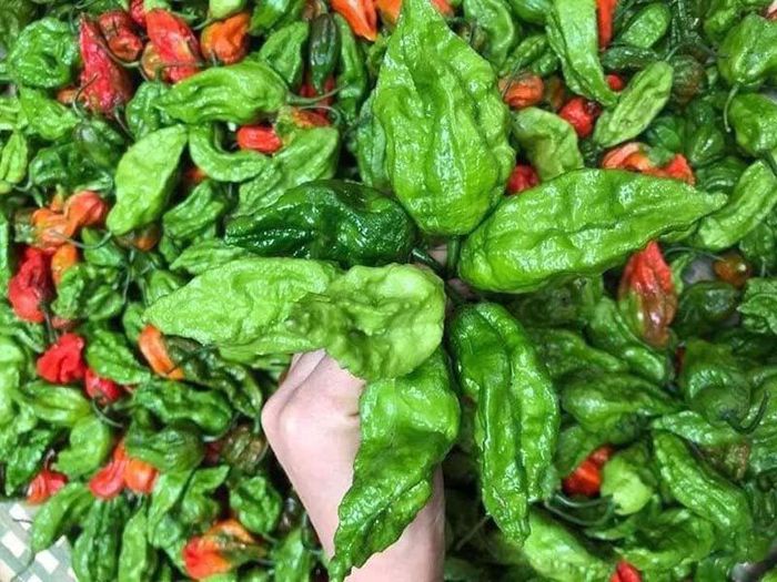 hinh-anh-4-15 hinh-anh-4.jpg