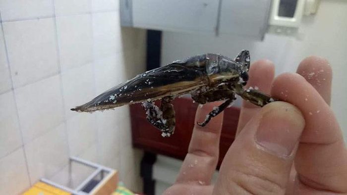 hinh-anh-4-20 hinh-anh-4.jpg