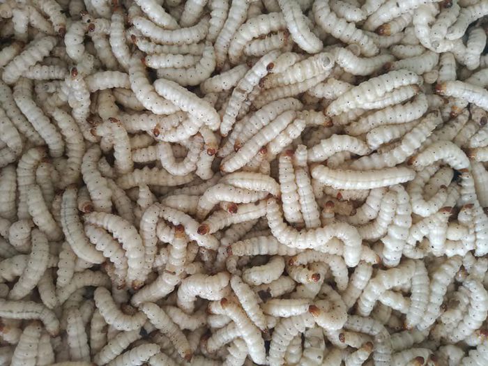 hinh-anh-4-21 hinh-anh-4.jpg