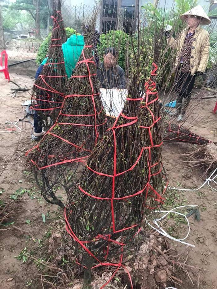 hinh-anh-4-35 hinh-anh-4.jpg