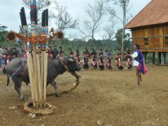 Lễ hội đâm trâu mừng nhà rông mới