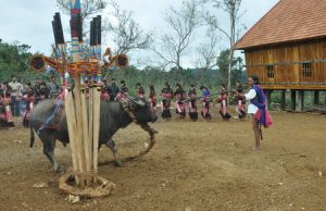 Lễ hội đâm trâu mừng nhà rông mới