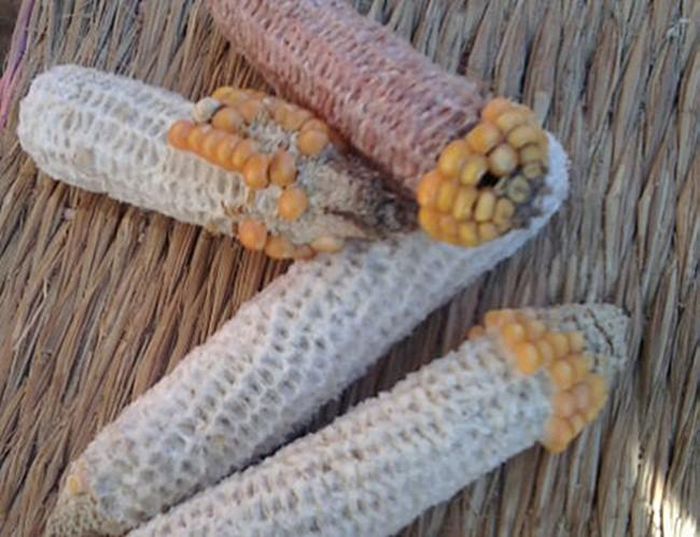 hinh-anh-5-16 hinh-anh-5.jpg