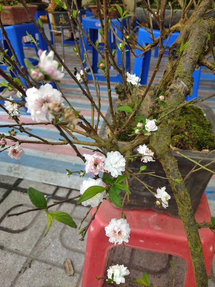 hinh-anh-6-20 hinh-anh-6.jpg