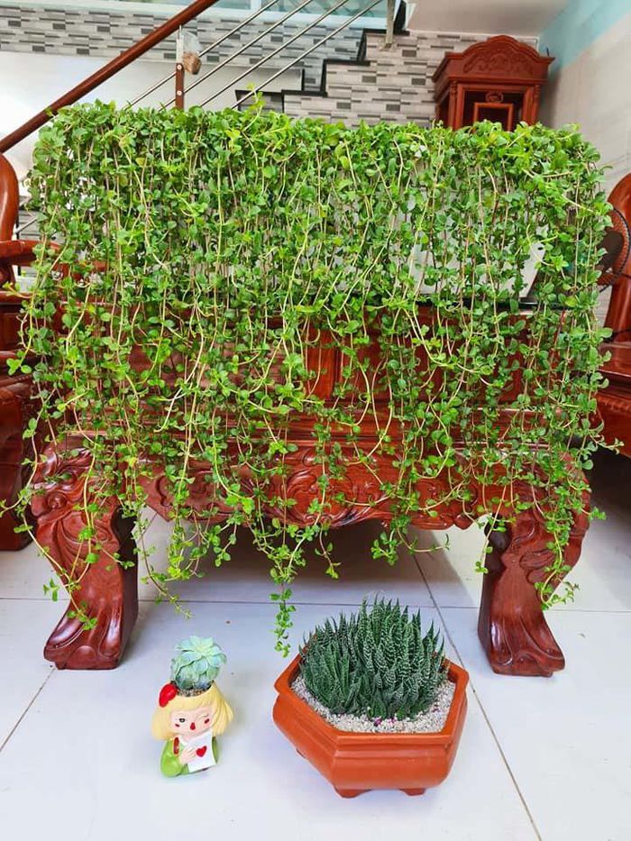 hinh-anh-7-10 hinh-anh-7.jpg