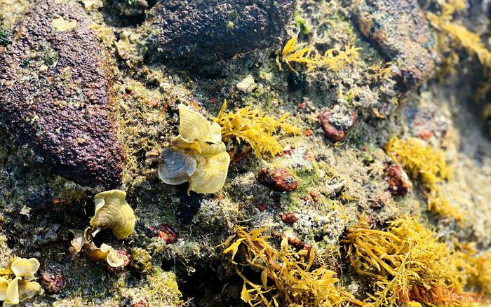 hinh-anh-7-5 hinh-anh-7.jpg