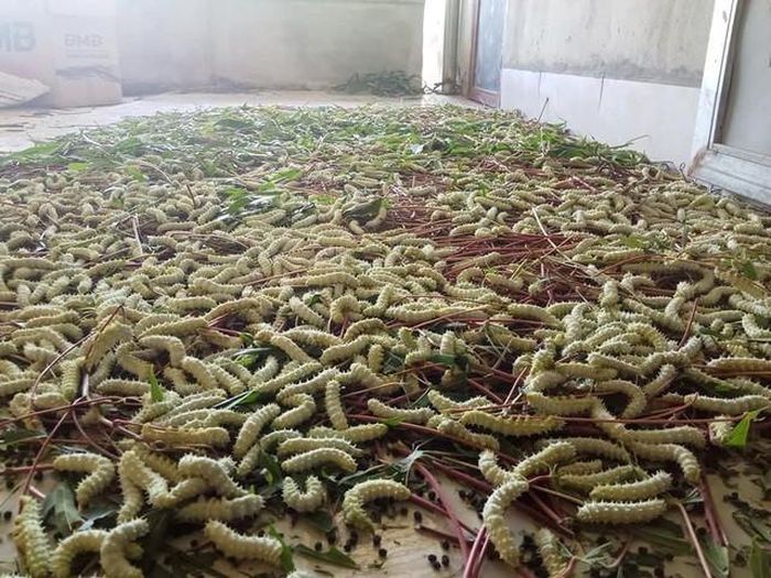 hinh-anh-7-8 hinh-anh-7.jpg