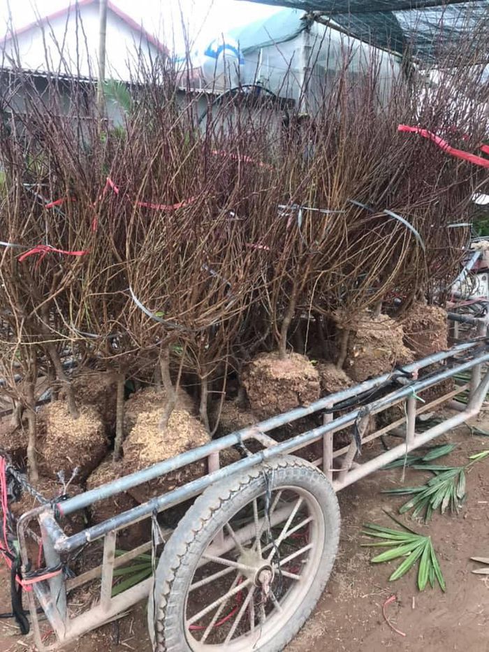 hinh-anh-8-12 hinh-anh-8.jpg