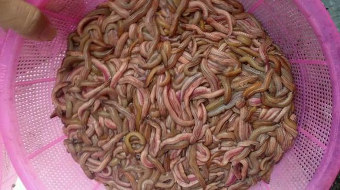 hinh-anh-8-6 hinh-anh-8.jpg