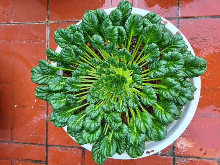 hinh-anh-8-8 hinh-anh-8.jpg