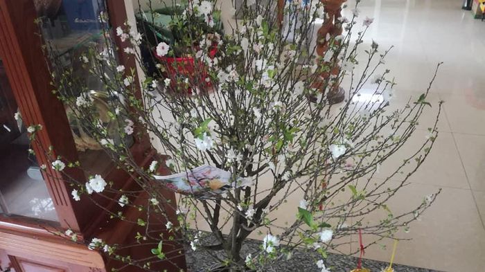 hinh-anh-9-12 hinh-anh-9.jpg