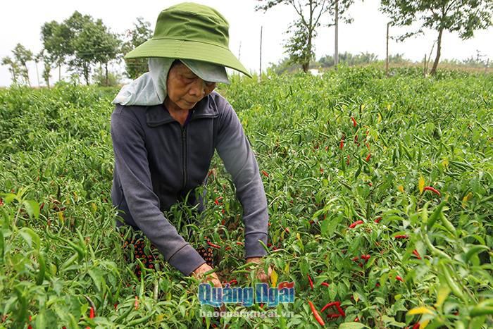 hinh-anh-9-5 hinh-anh-9.jpg