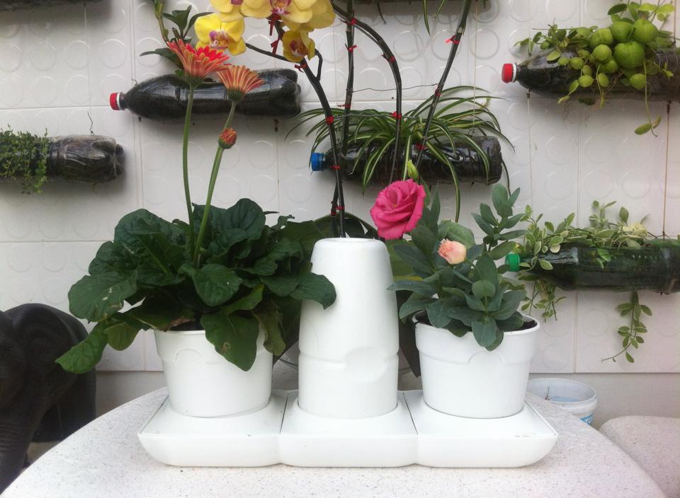 hoa-trang-tri-1 Hoa trang trí