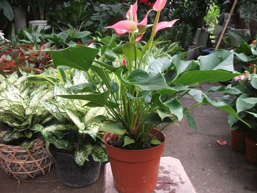 hoa-trang-tri-2 Hoa trang trí