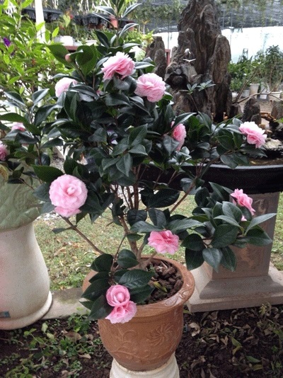 hoa-trang-tri-3 Hoa trang trí