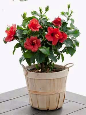 hoa-trang-tri-4 Hoa trang trí