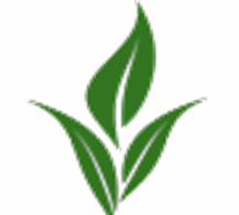 Cây Xanh Hồng Nguyên – Doanh Nghiệp Tư Nhân Cây Xanh Hồng Nguyên | ở tại Bình Định Cây Xanh Hồng Nguyên - Doanh Nghiệp Tư Nhân Cây Xanh Hồng Nguyên