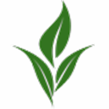 Cây Xanh Hồng Nguyên – Doanh Nghiệp Tư Nhân Cây Xanh Hồng Nguyên | ở tại Bình Định Cây Xanh Hồng Nguyên - Doanh Nghiệp Tư Nhân Cây Xanh Hồng Nguyên