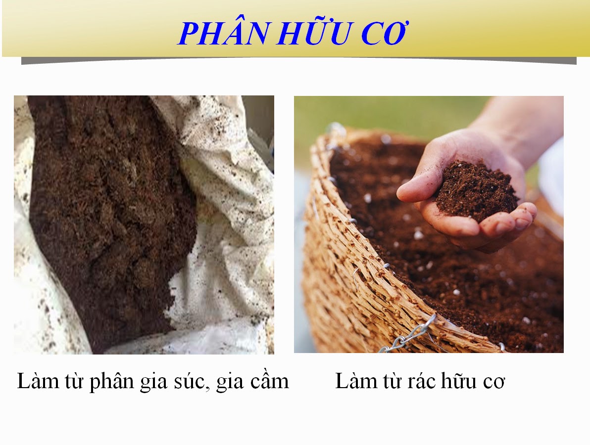 phan-huu-co Phân hữu cơ