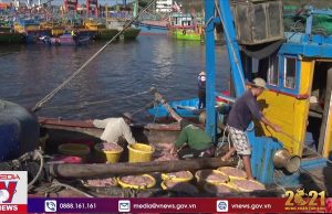 Đầu năm ngư dân Bình Định trúng ruốc biển