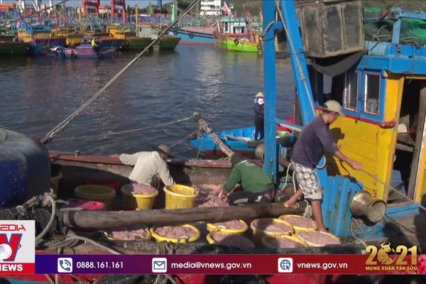 thumnail-1004 Đầu năm ngư dân Bình Định trúng ruốc biển