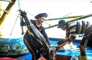 Tháng Giêng là tháng chăm mai