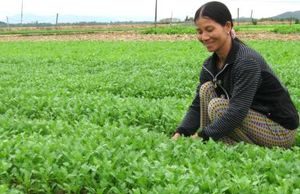 Nông dân Bình Định trúng vụ rau Tết