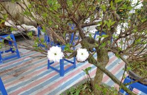 Cận Tết, mai trắng vườn nhà xuống phố, giá 800 ngàn đồng/cây, tiểu thương ngày bán cả lô 40-70 cây