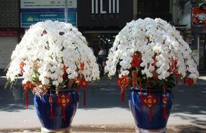 Hoa Tàu tràn chợ Việt, lan Nhật giá tiền triệu đổ về