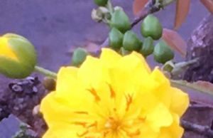 Mai cúc được nhiều người chú ý