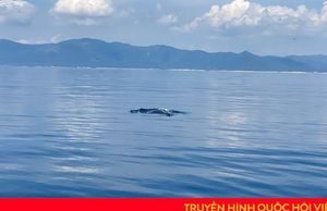 Cá voi xanh bất ngờ xuất hiện ở biển Đề Gi – Bình Định