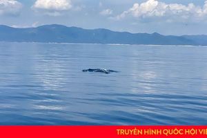 Cá voi xanh bất ngờ xuất hiện ở biển Đề Gi - Bình Định