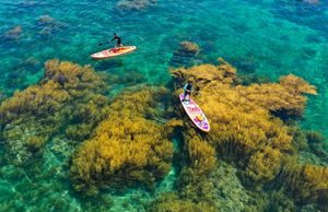 Đến Quy Nhơn, nằm thuyền dạo chơi ‘khu rừng dưới nước’ đẹp mê mẩn