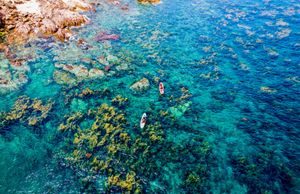 Mùa rong mơ ở cù lao Hòn Khô