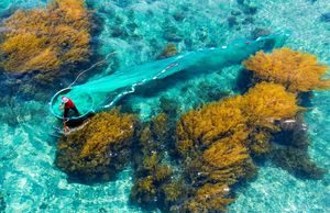 Nhơn Hải mùa rêu