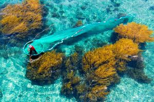 Nhơn Hải mùa rêu