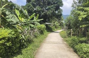 Đồng bào Bana làng Gia Trung thực hiện lối sống xanh