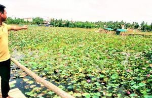 Khởi nghiệp chỉ với hồ sen