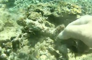 CLIP: ‘Thảm sát’ san hô ở vịnh Quy Nhơn