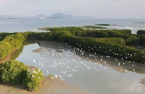 Cồn Chim- điểm du lịch xanh hấp dẫn du khách