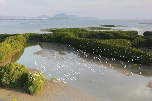 thumnail-293 Cồn Chim- điểm du lịch xanh hấp dẫn du khách