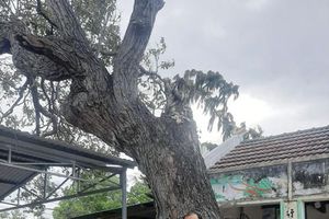 thumnail-372 Dấu tích Thủy Triều- 'hồn làng' còn mãi với thời gian