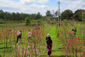 thumnail-418 Vườn hoa anh đào rực rỡ đón xuân giữa núi rừng ở Bình Định