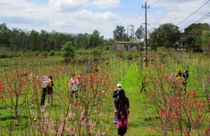 Vườn hoa đào rực rỡ đón xuân giữa núi rừng ở Bình Định