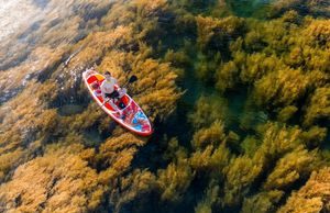 Mùa rong biển tựa cánh đồng dưới nước ở Quy Nhơn