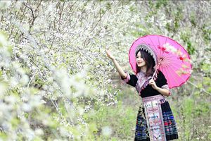 thumnail-426 Muôn sắc hoa chào đón ngày Xuân