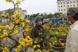 thumnail-434 Ngày cuối năm, tiểu thương Đà Nẵng bán lỗ hoa Tết chạy mưa