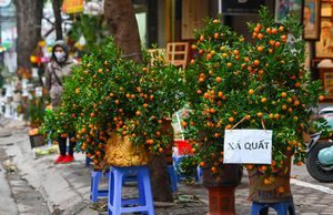 Đào, quất đại hạ giá vẫn vắng người mua