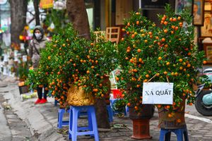 thumnail-440 Đào, quất đại hạ giá vẫn vắng người mua